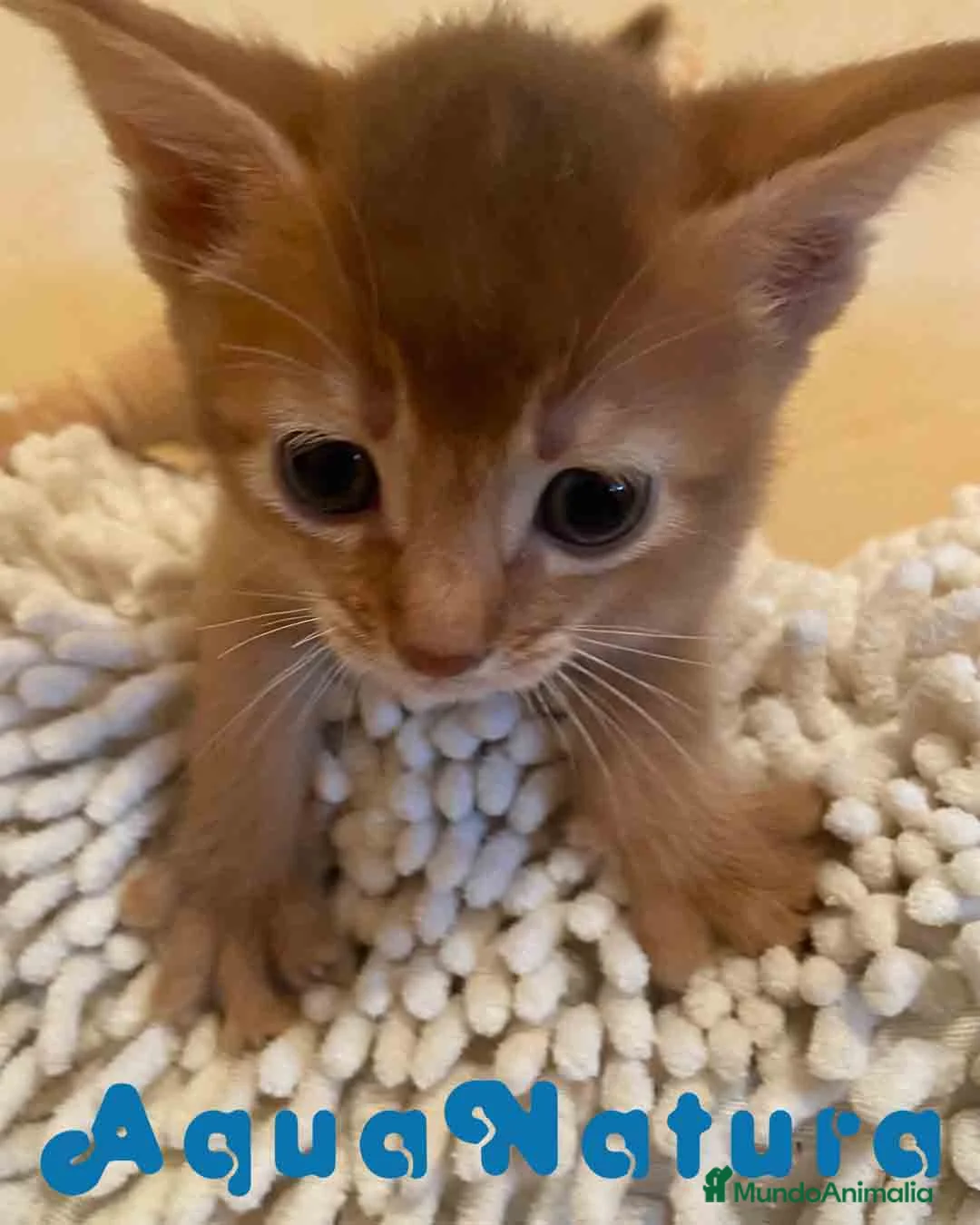 Abisinio gatos en venta:  Abisinio Hembra de Santa 1836 - AQUANATURA en Barcelona - Anuncio 1