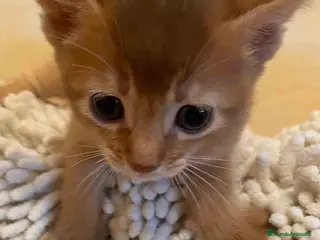 Abisinio gatos Abisinio Hembra de Santa 1836 - AQUANATURA en Barcelona - Anuncio 4