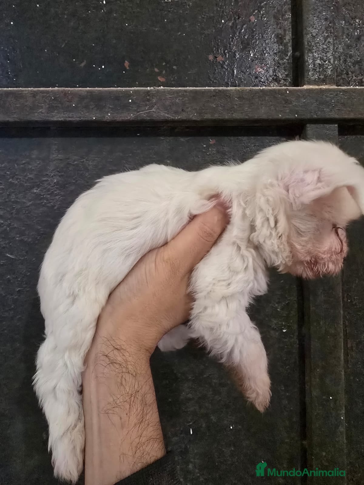 Perro Crestado Chino perros Camada Crestados Chinos - Anuncio 2