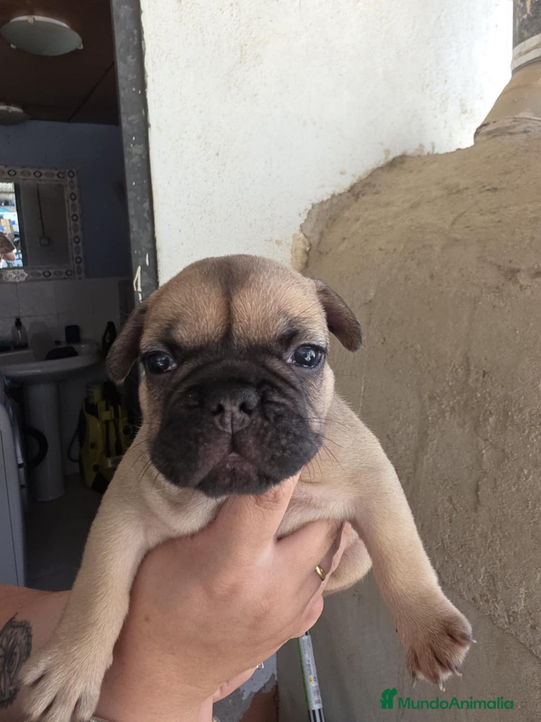Bulldog Francés perros en venta: Bulldog francés  - Imagen 1