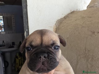 Bulldog Francés perros - Anuncio 13