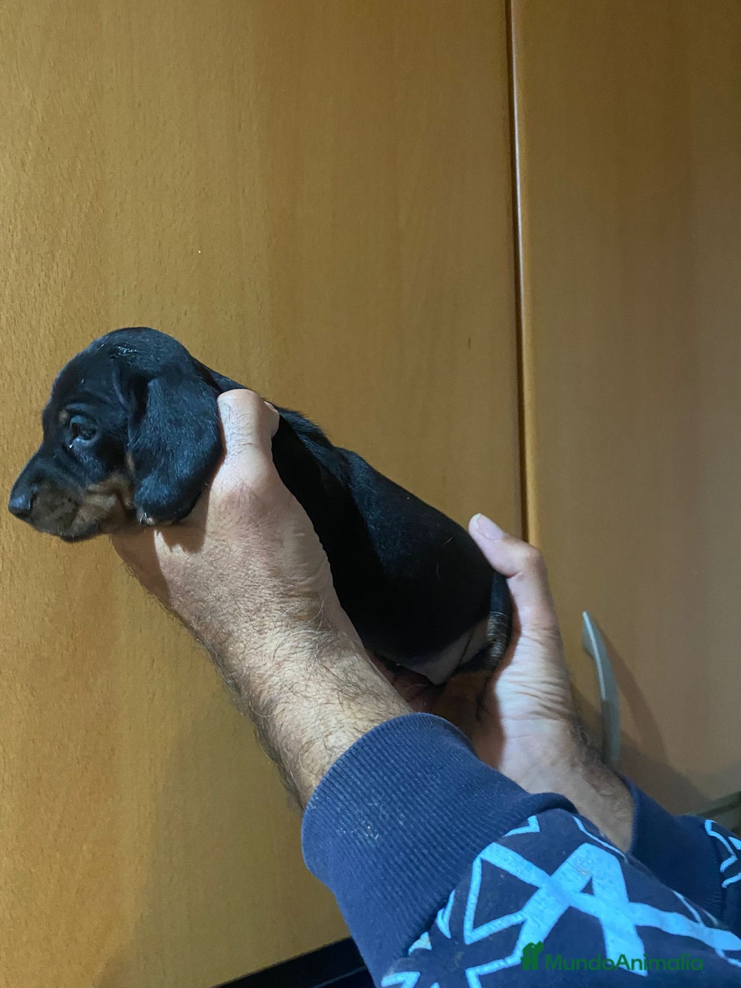 Teckel Miniatura perros en venta: Teckel kanichen - Anuncio 10