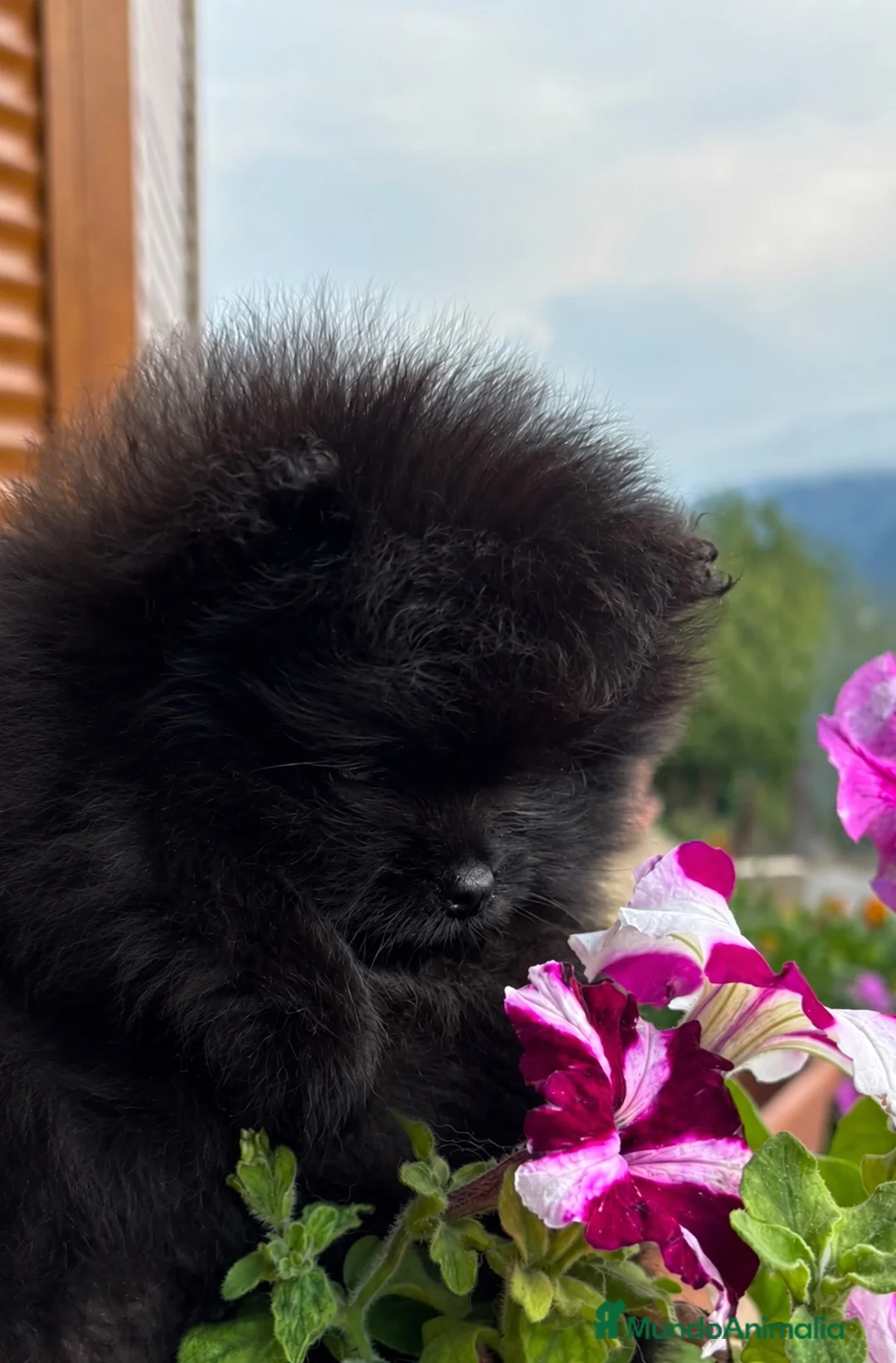 Pomerania perros en venta: Macho pomerania - Anuncio 1