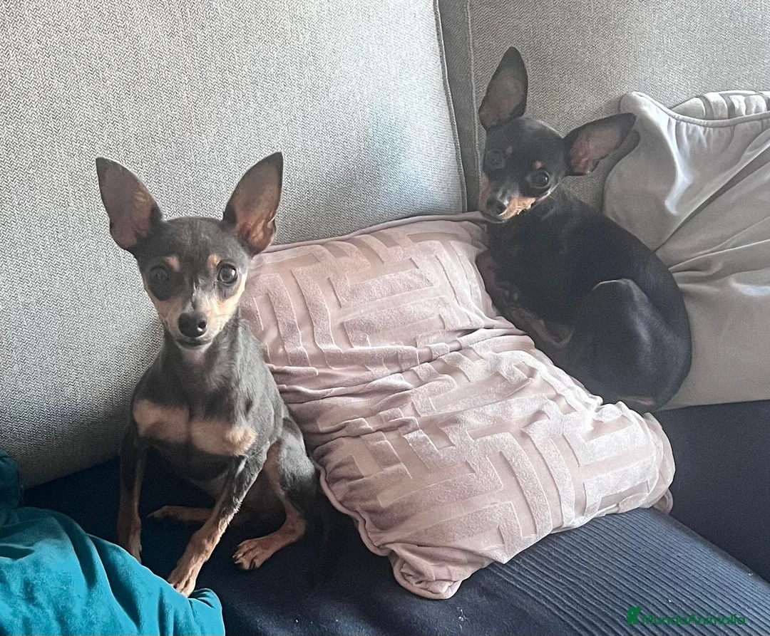 Ratón de Praga perros en venta: Ratón de Praga  - Anuncio 8