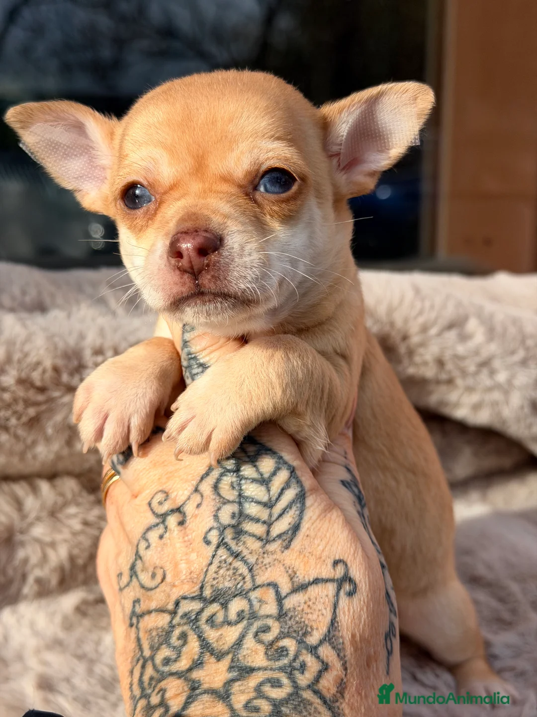 Chihuahua perros en venta: Chihuahua ojos claros  - Anuncio 6