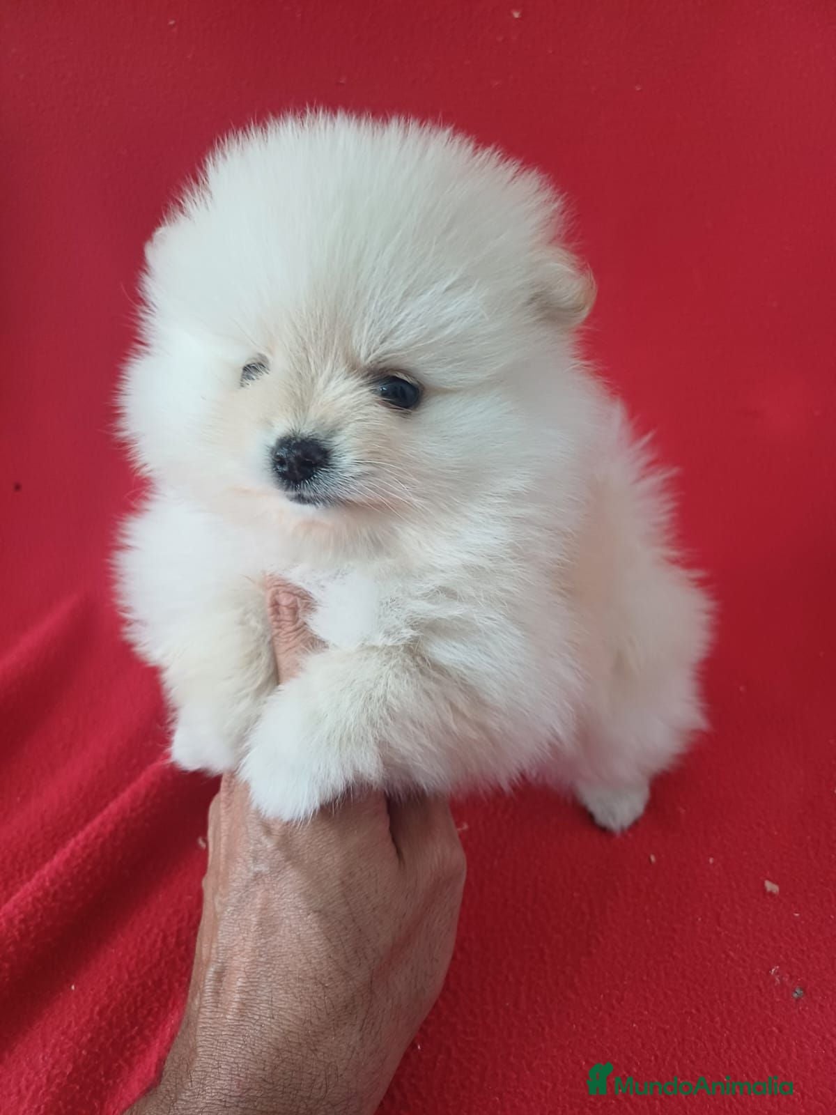 Pomerania perros Pomerania Mini  - Anuncio 35