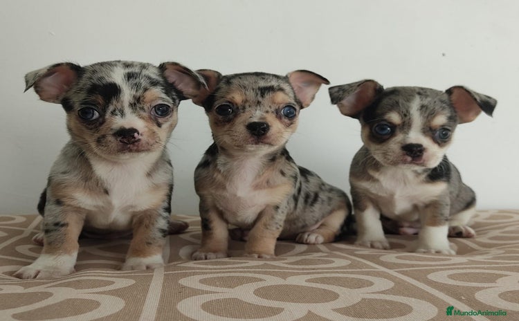Chihuahua perros - Anuncio 11
