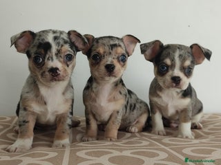 Chihuahua perros - Anuncio 2