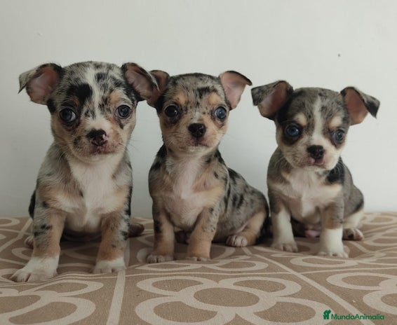 Chihuahua perros - Anuncio 12
