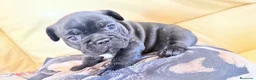 Bulldog Francés perros en venta: Espectáculo de bulldog francés negro - Anuncio 4