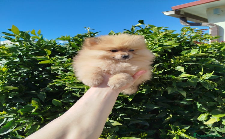 Pomerania perros - Propaganda 8