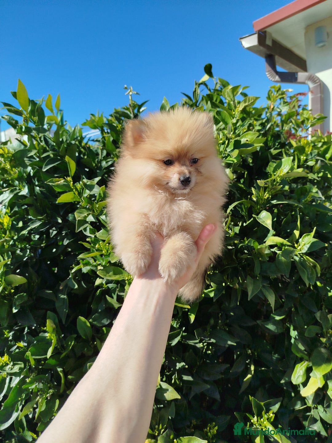Pomerania perros en venta: Pomerania toy  - Imagen 1