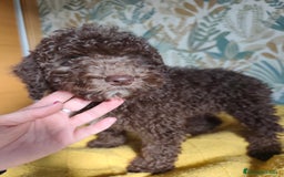 Perro de Agua Español perros en venta: Macho Rabon de Nacimiento  - Imagen 4