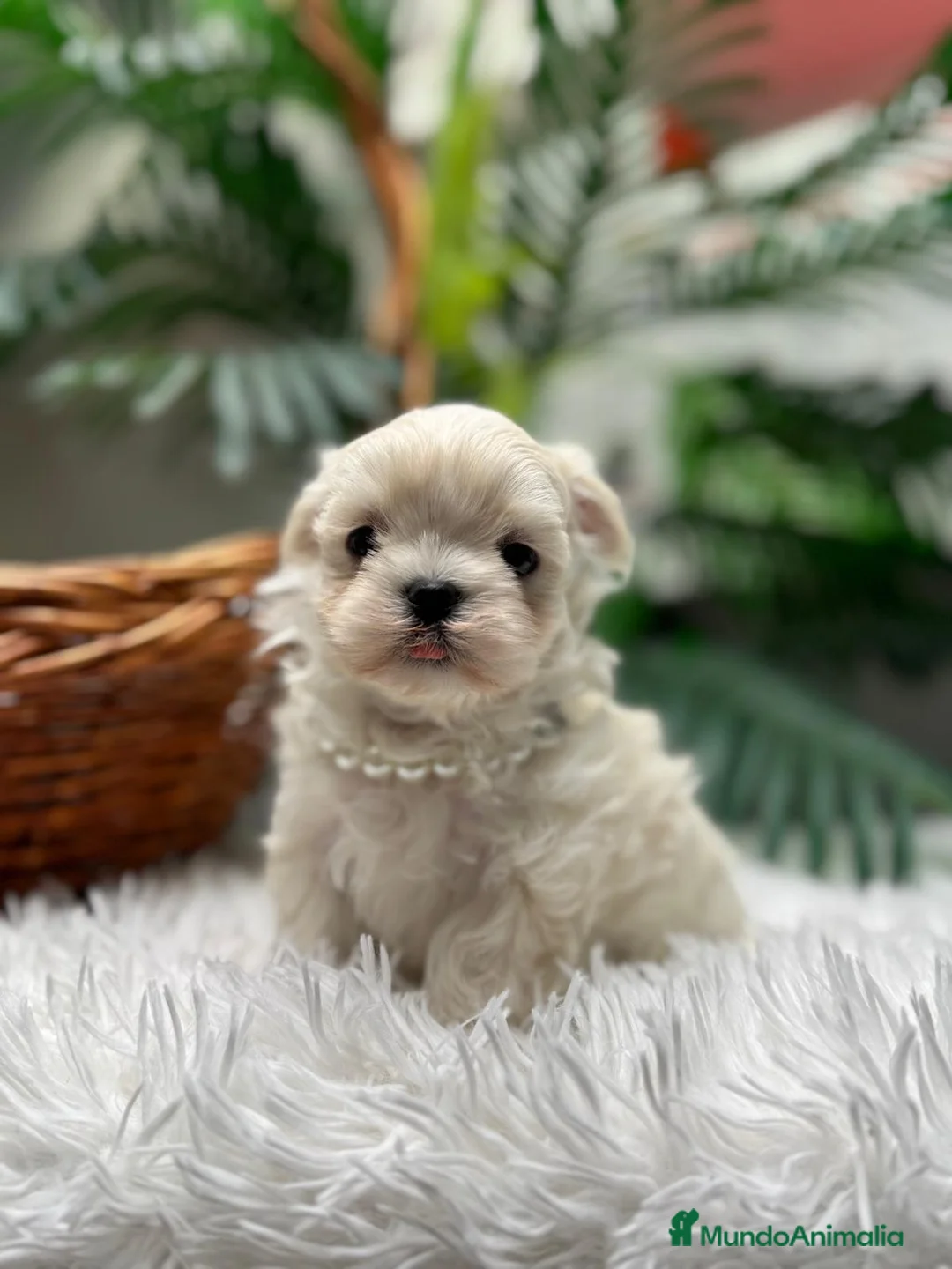 Bichón Maltés perros en venta: BICHON MALTES LINEA COREANA - Anuncio 2