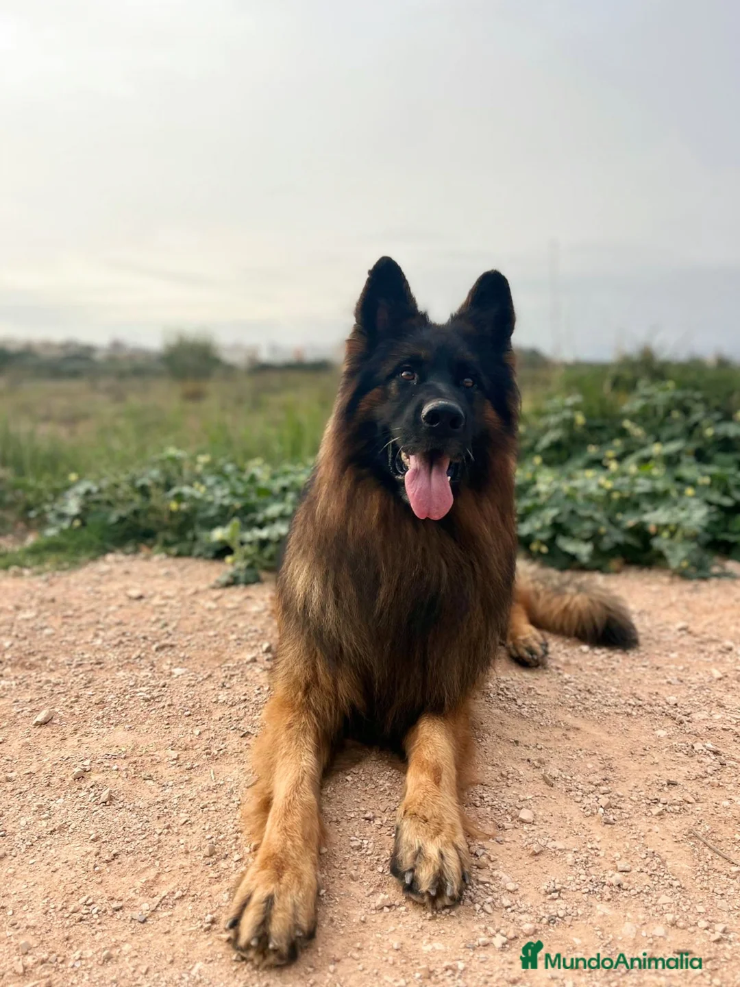 Pastor Alemán perros para monta: P.A pelo largo  en Valencia - Anuncio 3