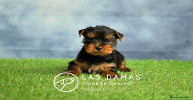 Yorkshire Terrier perros - Anuncio 1