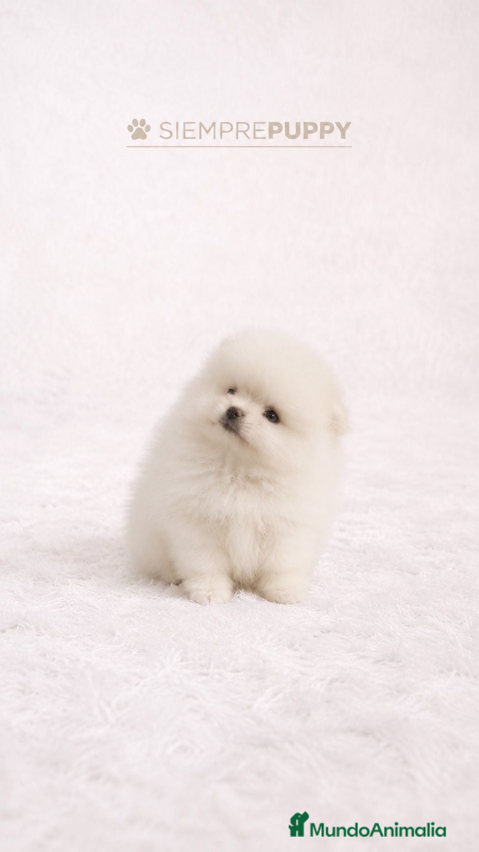 Pomerania perros POMERANIA TOY BLANCO PERLA - Anuncio 4