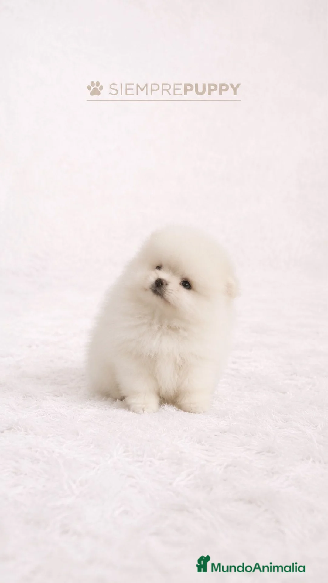 Pomerania perros en venta: POMERANIA TOY BLANCO PERLA - Anuncio 1