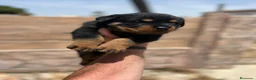 Rottweiler perros en venta: Rottweiler - Anuncio 4