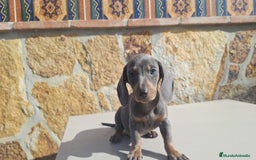 Teckel Miniatura perros en venta: Teckel miniatura hembra disponible  - Imagen 1