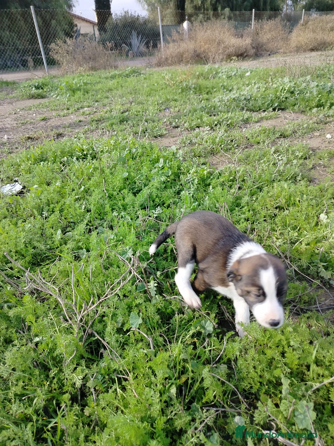 Border Collie perros en venta: BORDER COLLIE - Anuncio 13