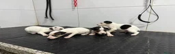 Ratonero Bodeguero Andaluz perros en venta: Bodeguero Andaluz 500€ ¡PRECIO REAL! - Anuncio 5