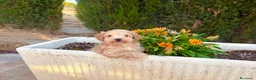Maltipoo perros en venta: Maltipoo macho tal cuales en estos momentos !! - Anuncio 2