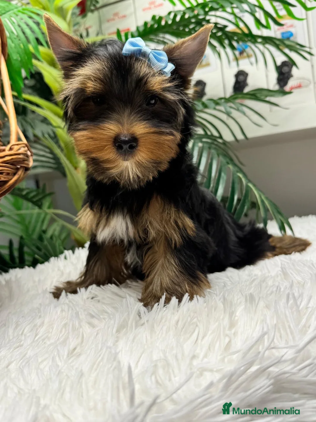 Yorkshire Terrier perros en venta: YORKSHIRE TERRIER  - Anuncio 2