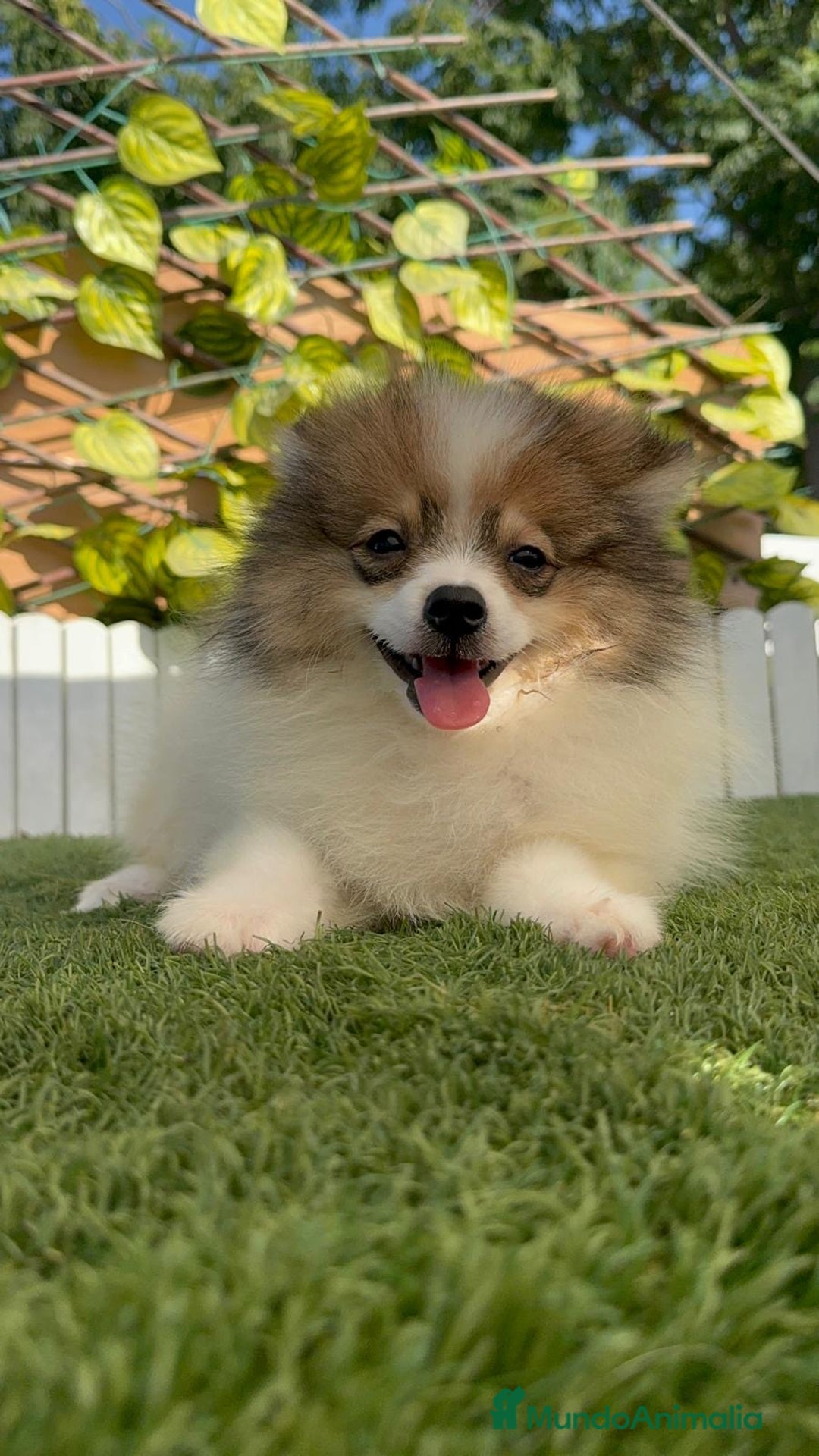 Pomerania perros en venta: POMERANIA MACHO ENVIO A TODA ESPAÑA - Imagen 17