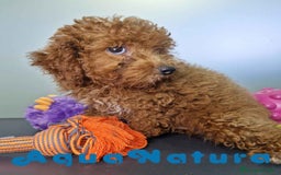 Caniche Enano perros en venta: Caniche Macho CJJM 4455 AQUANATURA - Imagen 4