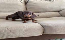 Teckel perros en venta: Teckels kaninchen  - Imagen 1