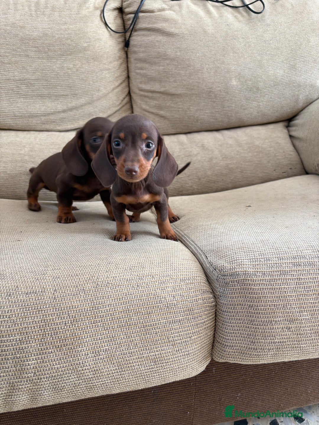 Teckel perros en venta: Teckels kaninchen  - Imagen 1