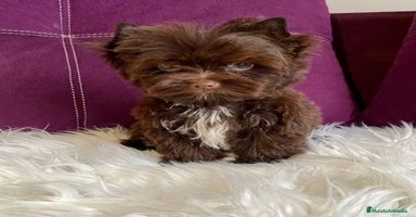 Yorkshire Terrier perros - Anuncio 5