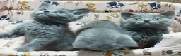 Británico de Pelo Corto Azul gatos en venta: British Shorthair preciosos  - Anuncio 9