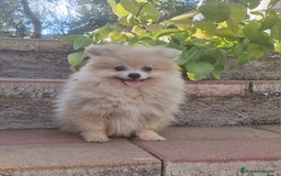 Pomerania perros en venta: Pomerania merle diluido 50% línea rusa - Imagen 1