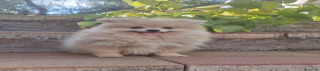 Pomerania Cachorro 1