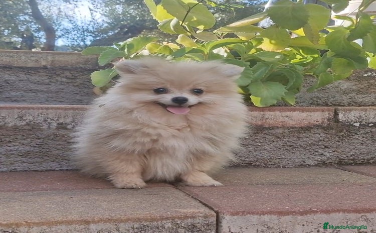 Pomerania perros - Propaganda 3