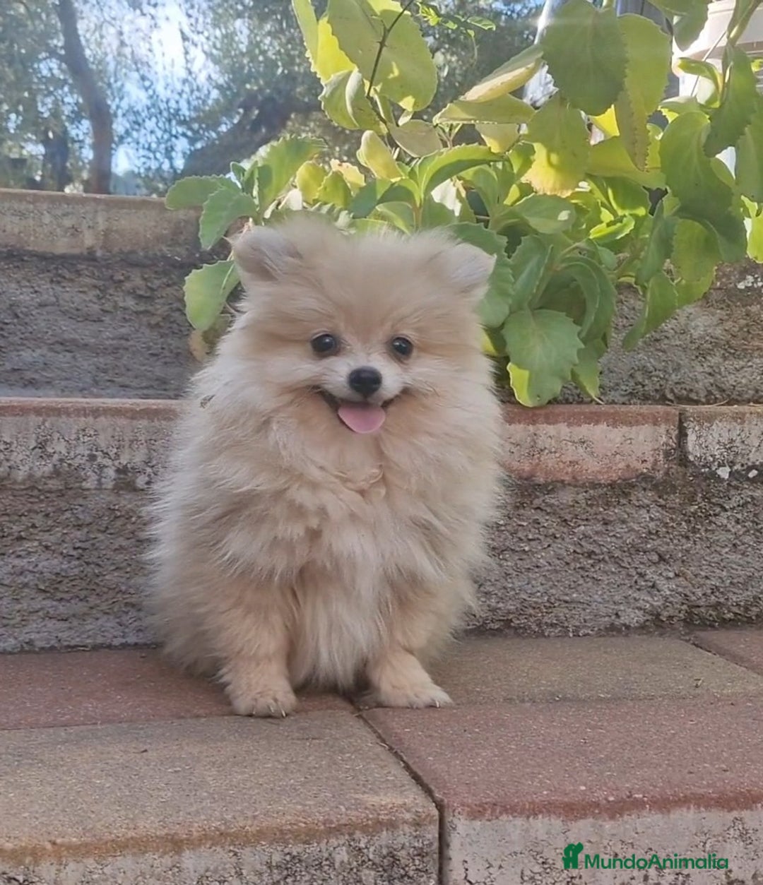 Pomerania perros en venta: Pomerania merle diluido 50% línea rusa - Imagen 1