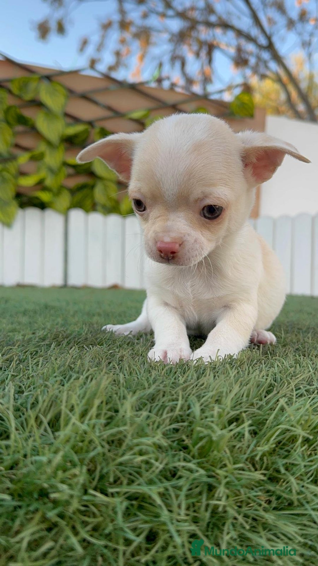 Chihuahua perros en venta: CHIHUAHUA MACHO - Anuncio 1