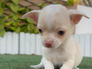 Chihuahua perros CHIHUAHUA MACHO - Anuncio 4