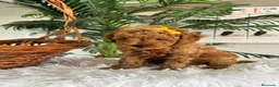 Caniche Toy perros en venta: CANCIHE ROJO - Anuncio 21