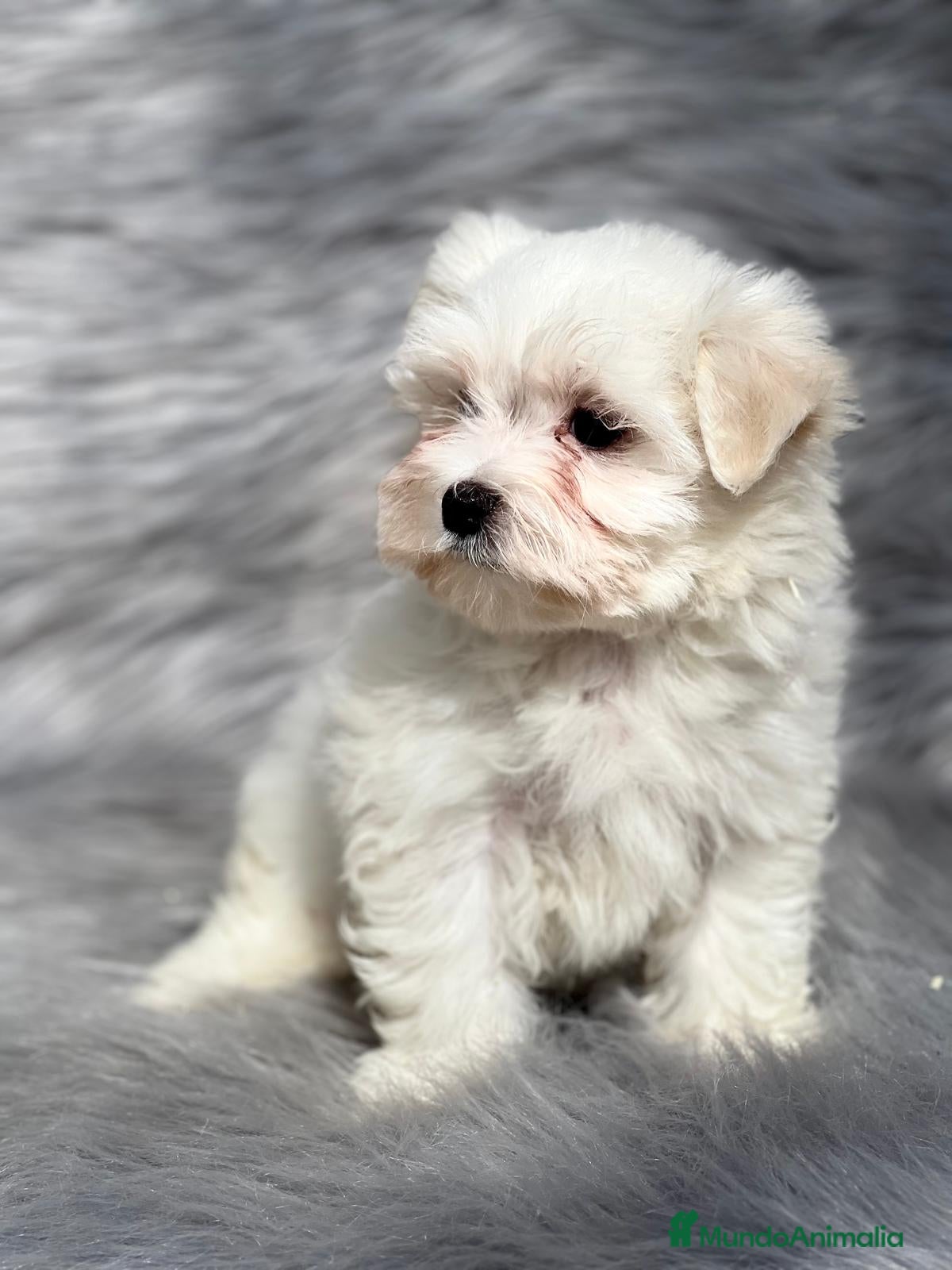 Bichón Maltés perros Bichon maltes  en Barcelona - Anuncio 10