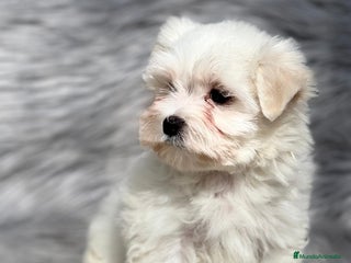 Bichón Maltés perros en Barcelona - Anuncio 17