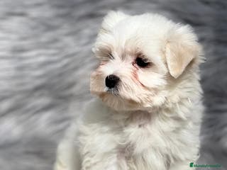 Bichón Maltés perros Bichon maltes en Barcelona - Anuncio 17