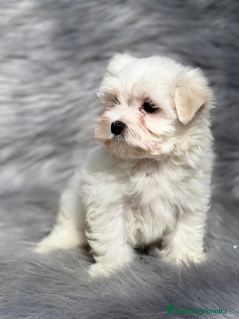 Bichón Maltés perros en Barcelona - Anuncio 18