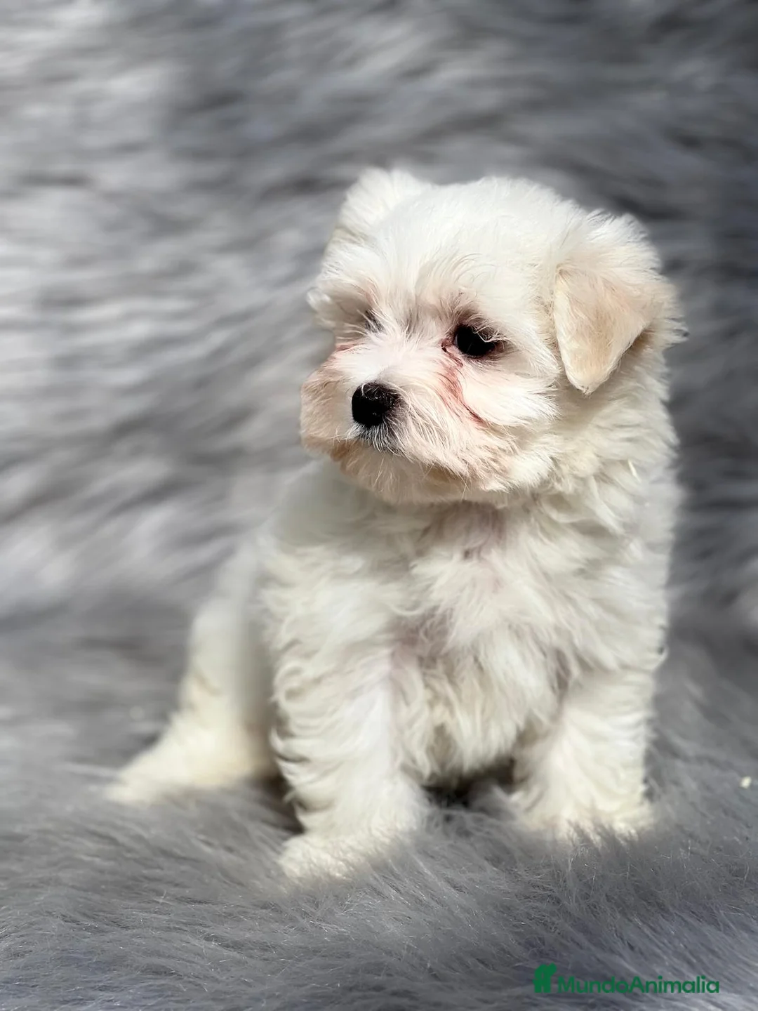 Bichón Maltés perros en venta: Bichon maltes  en Barcelona - Anuncio 1