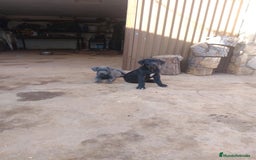 Cane Corso perros en venta: Ultimas 2 hembras de Cane Corso - Imagen 2
