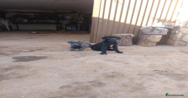 Cane Corso perros - Anuncio 7