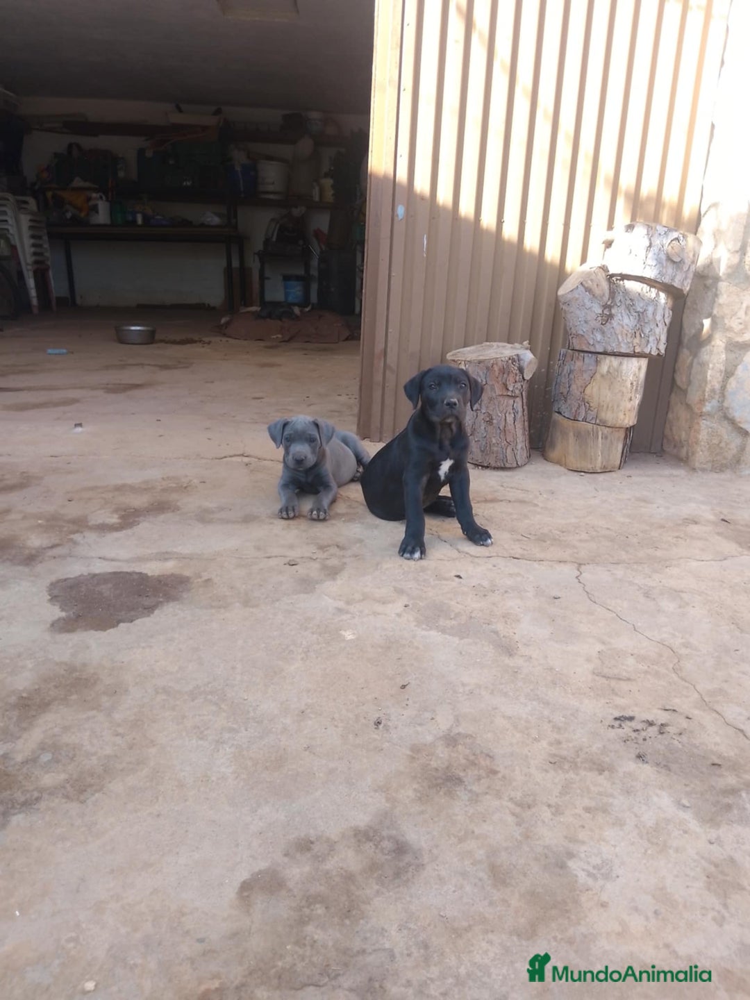 Cane Corso perros en venta: Ultimas 2 hembras de Cane Corso - Imagen 2