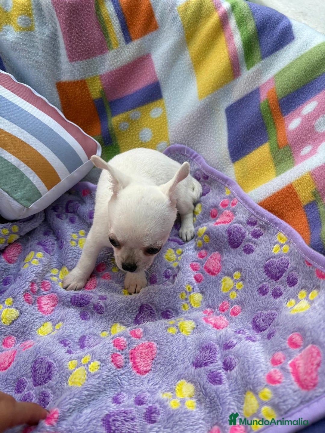 Chihuahua perros en venta: Increíble machito chihuahua tot - Imagen 9